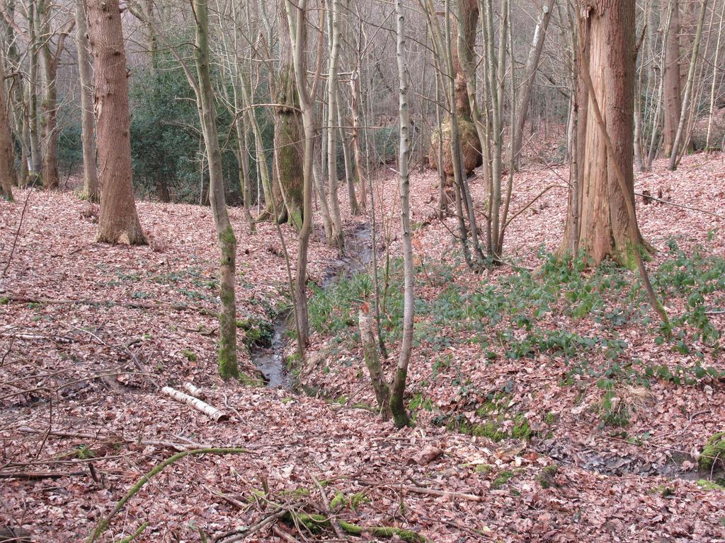 Darch's wood