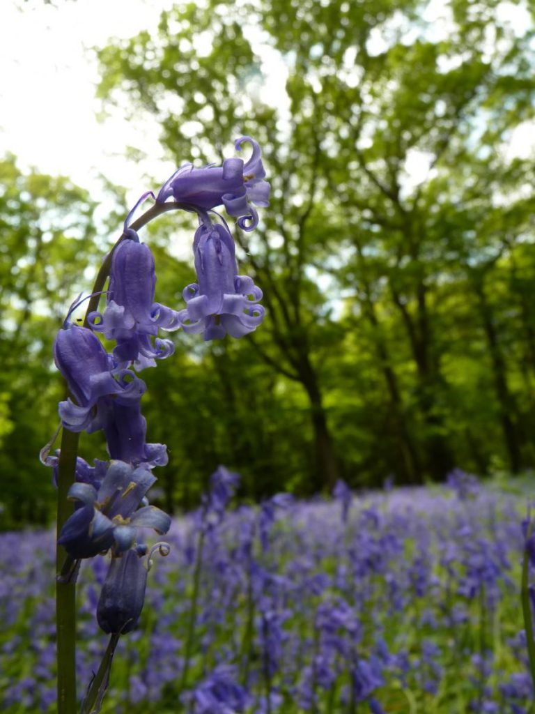 Bluebells