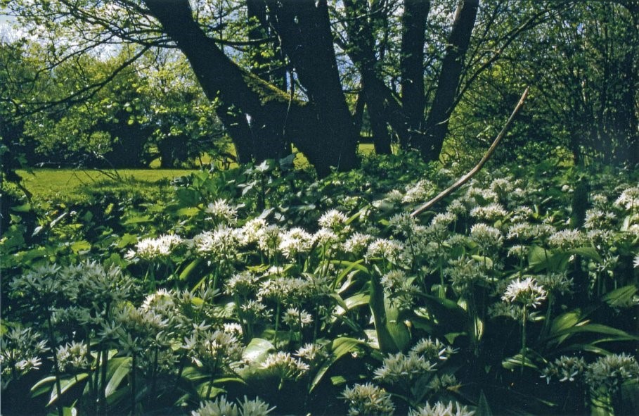 Cow parsley